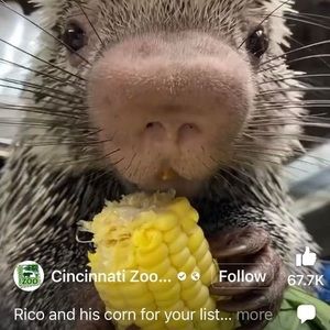 Meet your Posher, Barbara